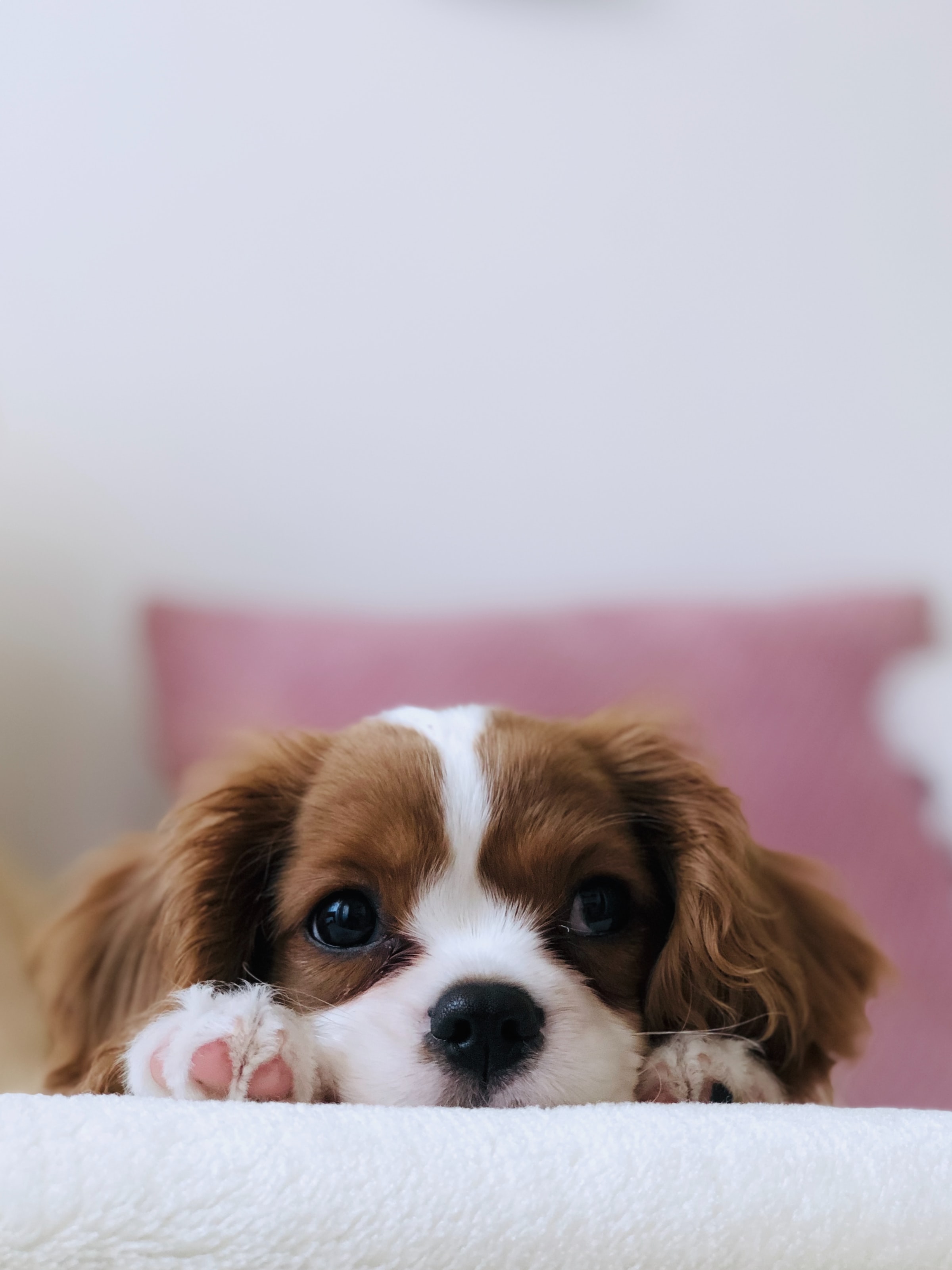 Dog photo